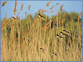 Migratory birds, Turkey